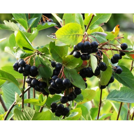 Viking aronia velke plody ker kontajner C3L