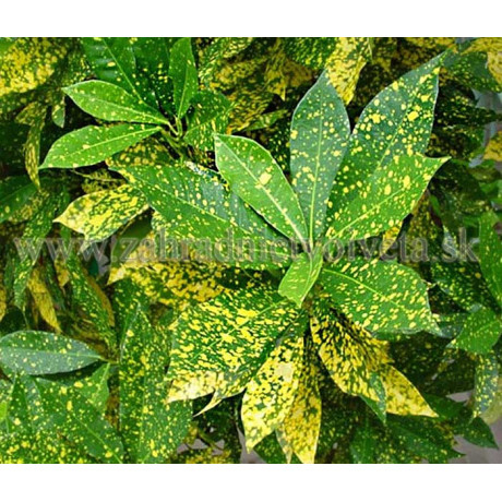 VARIEGATA AUCUBA japonská C3L /30-40cm