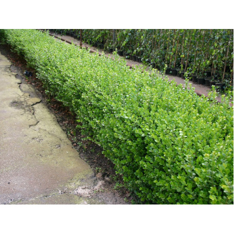 FAULKNER BUXUS microphylla krušpán Tb11cm/15-20cm