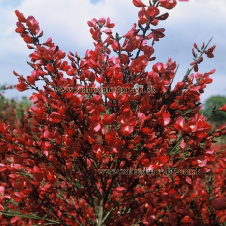 BOSKOOP RUBY CYTISUS  zanoväť C2L/30-40cm