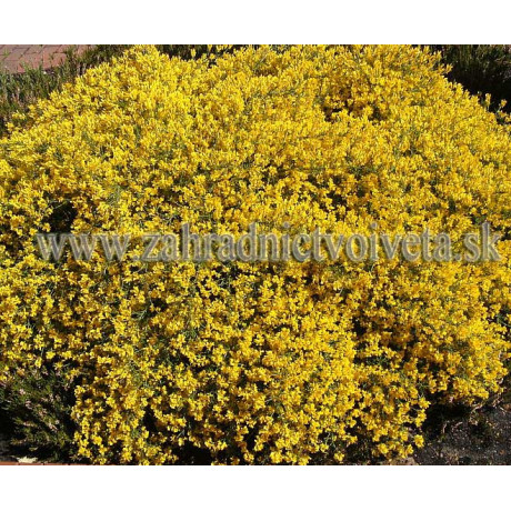 BEANII CYTISUS zanoväť C2L/20-30cm