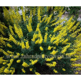 CYNI NIGRICANS CYTISUS zanoväť C2L/25-30cm