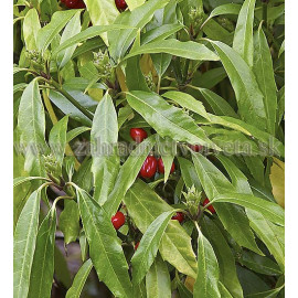 SALICIFOLIA AUCUBA japonská