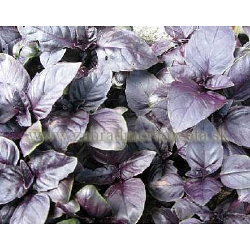 Purple bazalka pravá červená  kontajner P9cm