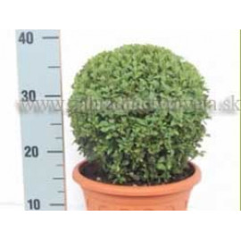 BUXUS SEMPERVIRENS krušpán kontajner Tb23cm / guľa..