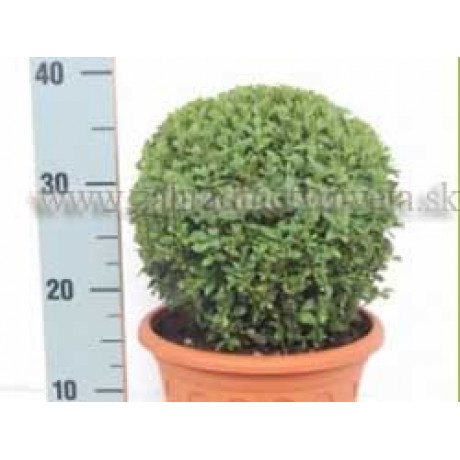 BUXUS SEMPERVIRENS krušpán kontajner Tb23cm / guľa 30cm