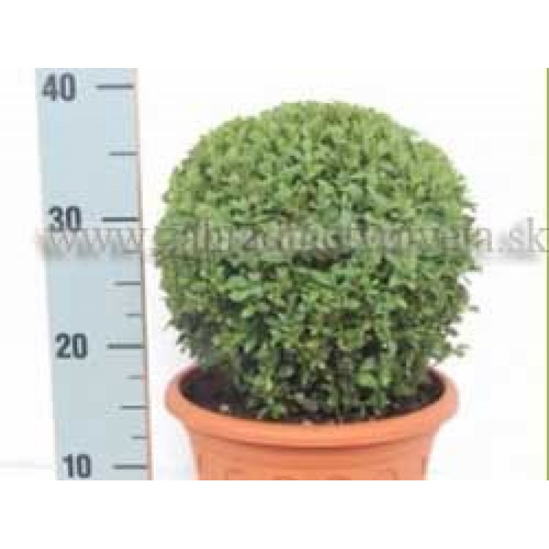 BUXUS SEMPERVIRENS krušpán kontajner Tb23cm / guľa 30cm