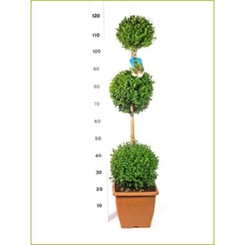 BUXUS SEMPERVIRENS krušpán 3 gule