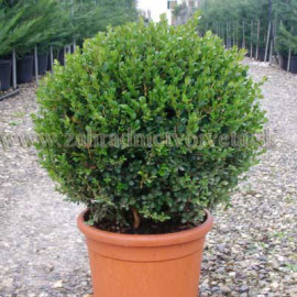 FAULKNER BUXUS krušpán guľa kontajner C4L/28-30cm..