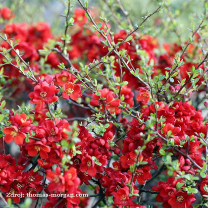 SARGENTII CHAENOMELES japonica dulovec C2L/25-30cm