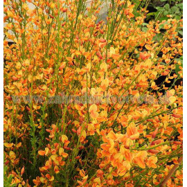 APRICOT GEM CYTISUS zanoväť  C2L/30-40cm