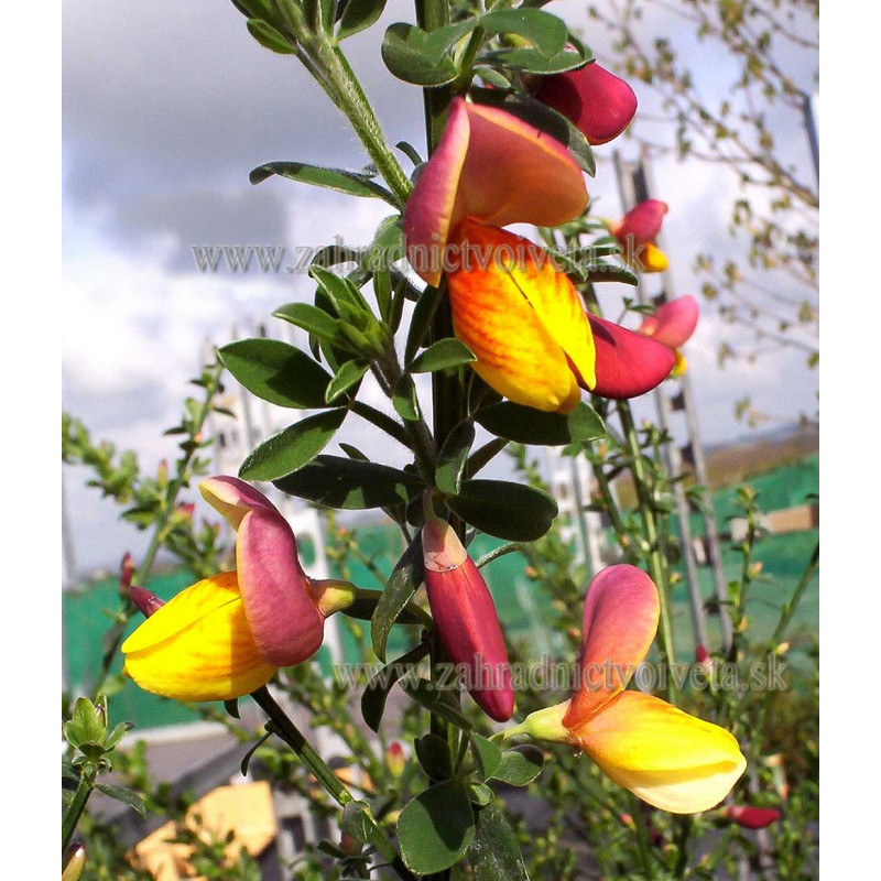 LA COQUETTE CYTISUS zanoväť C2L/30-40cm