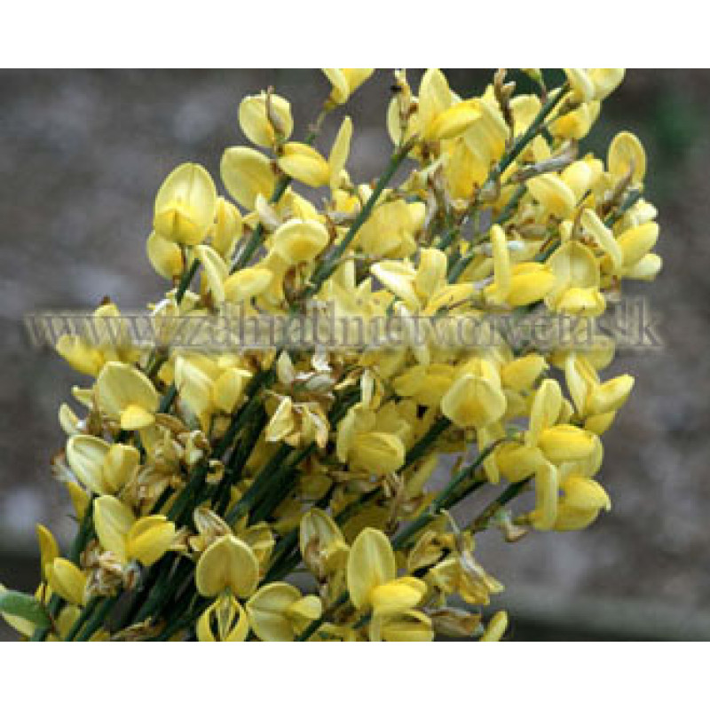 CYTISUS KEWENSIS zanoväť  C2L/25-30cm