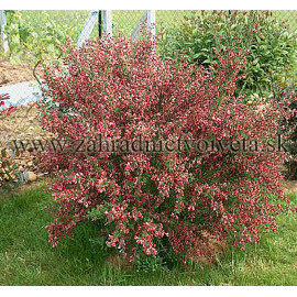 BURKWOODII CYTISUS zanoväť C2L/30-40cm