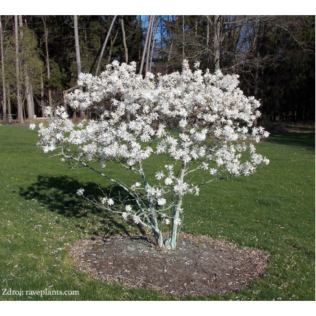 Royal Star magnolia stellata C5L/ 50-60