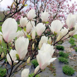 Alba Superba magnolia soulangeana C10L kontajner
