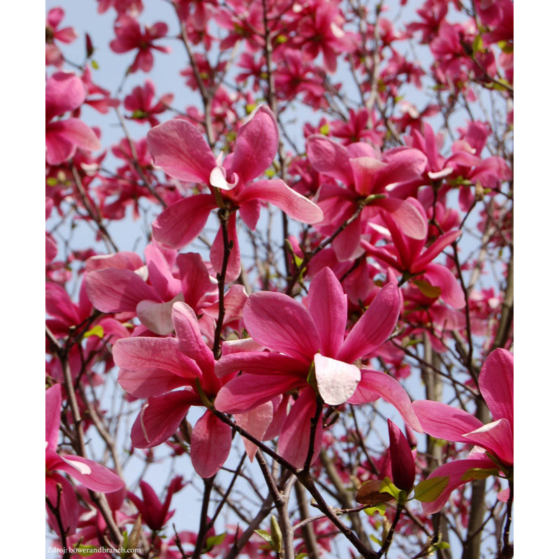 Galaxy magnolia brooklynensis C5L/ 60-80