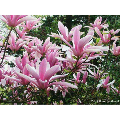 George Henry Kern magnolia brooklynensis C5L/ 50-60