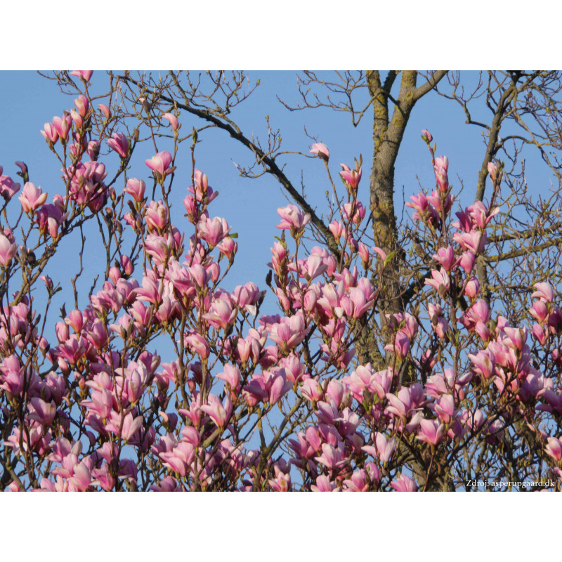 Heaven Scent magnolia brooklynensis C7.5L/ 60-80