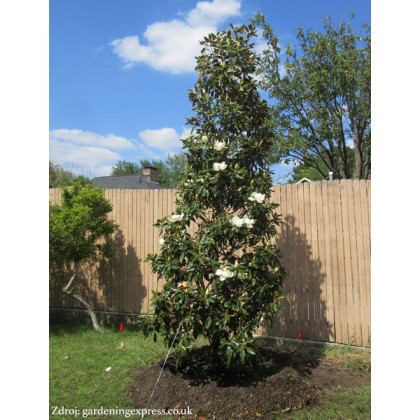 Little Gem Magnolia Grandiflora polokmeň koruna 30-40cm/C10L