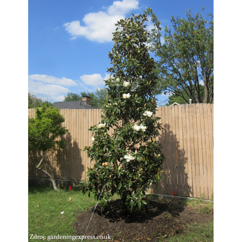 Little Gem Magnolia Grandiflora polokmeň koruna 30-40cm/C10L