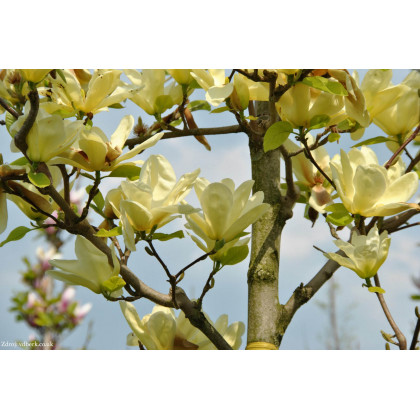 Elizabeth magnolia brooklynensis C7.5L/ 80-100