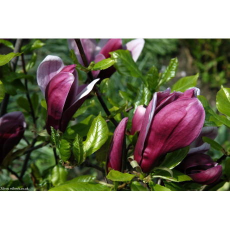 Nigra magnolia liliiflora C5L/ 50-60