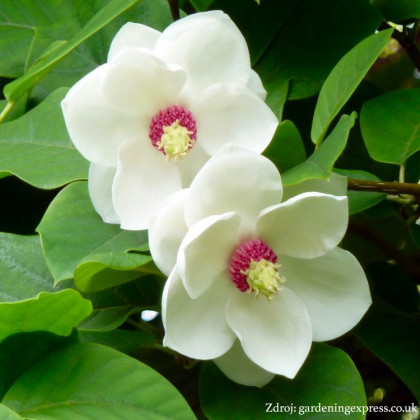 Sieboldii magnolia C3L/ 40-50