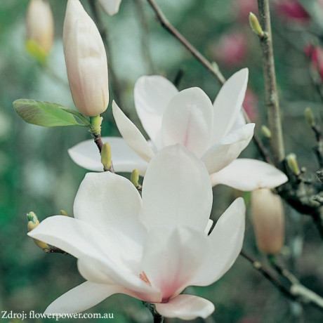 Superba magnolia soulangeana C7.5L/ 60-80