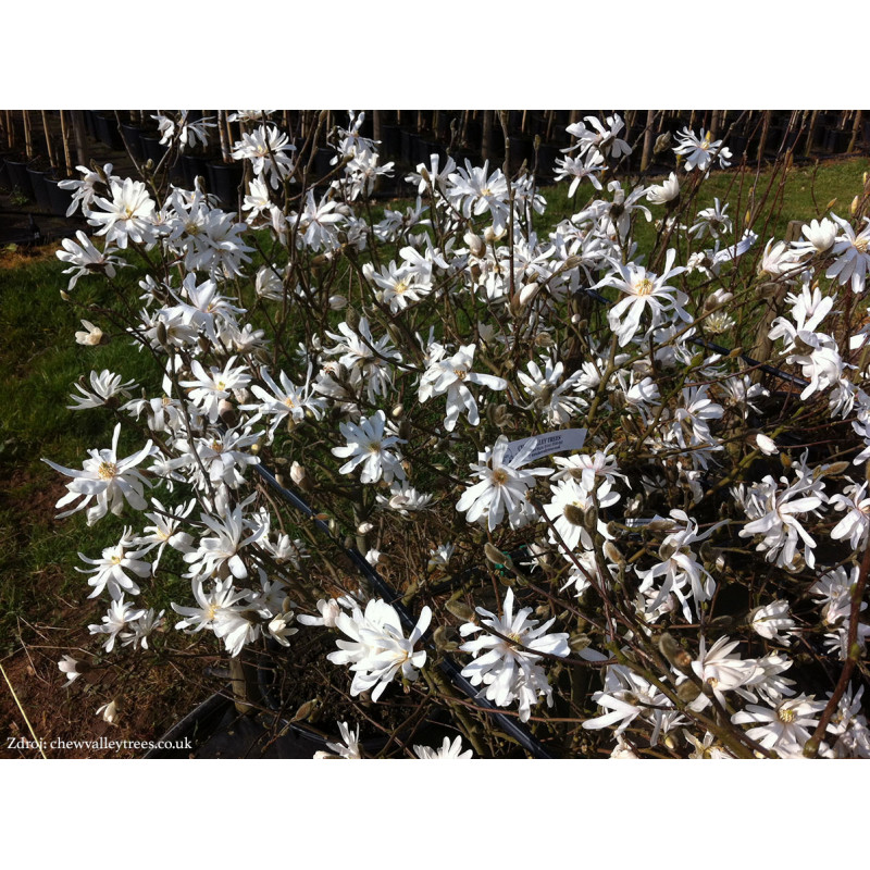 Stellata magnolia C4L/ 40-50