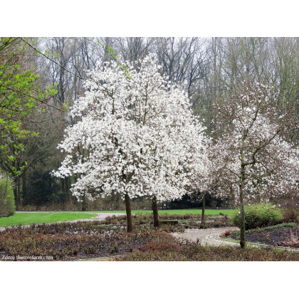 Merrill magnolia loebneri C7.5L/ 60-80