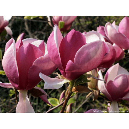 Lennei magnolia soulangeana C7.5L/ 60-80