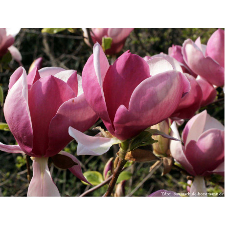 Lennei magnolia soulangeana C7.5L/ 60-80