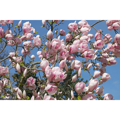 Soulangeana magnolia C3L/ 40-50