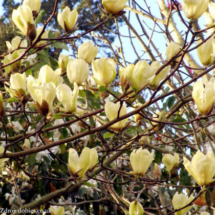 Yellow bird magnolia brooklynensis C7.5L / 80-100