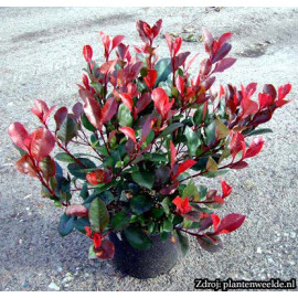 Little Red Robin Photinia Fraseri Červienka ker C5..