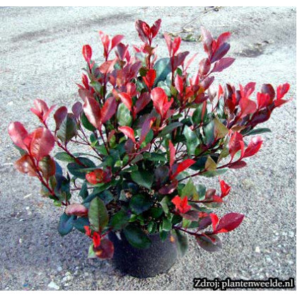 Little Red Robin Photinia Fraseri Červienka ker C15L/ výška 50-60cm šírka 100cm