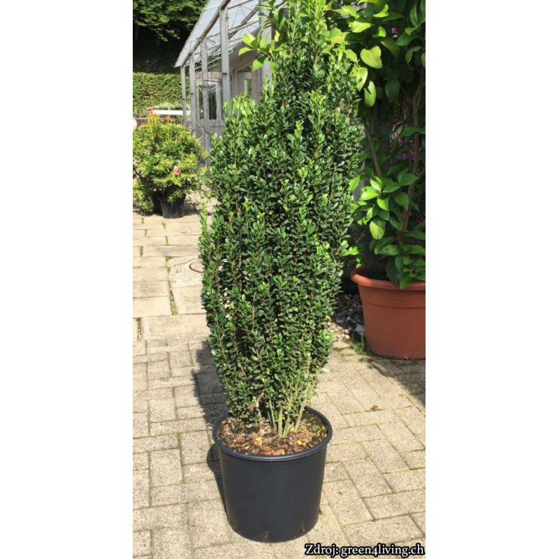 Fastigiata Ilex crenata cezmína C3L/ 30-40