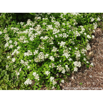 Spiraea decumbens tavoľník C1.5L/ 20-25