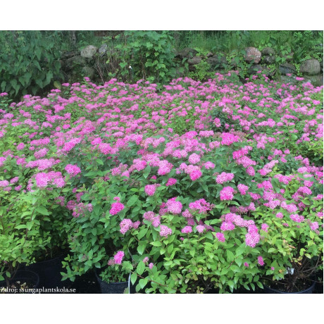 Manon spiraea japonica tavoľník C1.5L/ 25-30