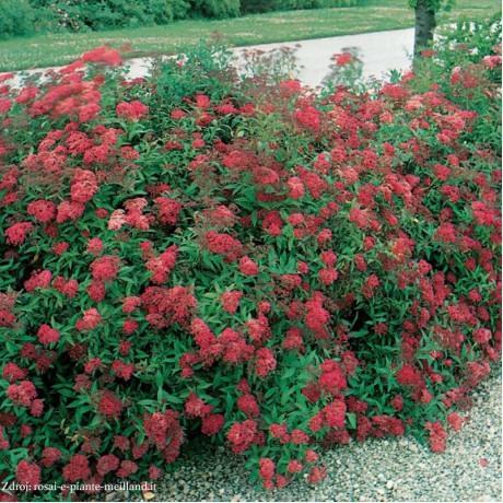 Dart's Red spiraea japonica tavoľník C2L/ 25-30