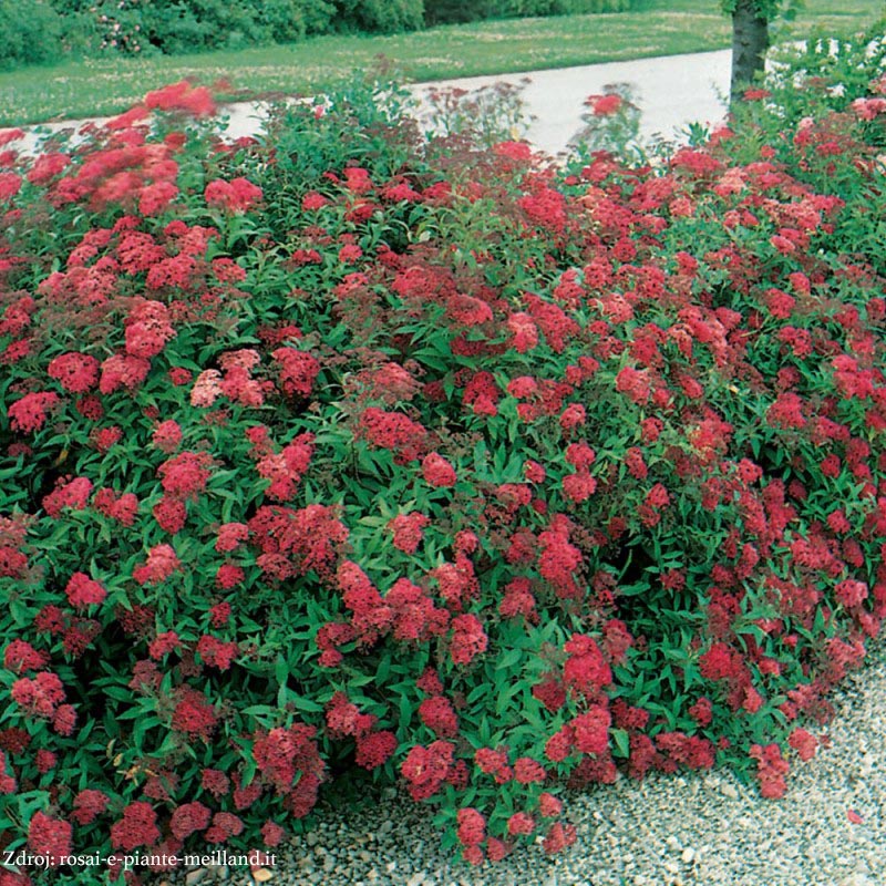 Dart's Red spiraea japonica tavoľník C2L/ 25-30