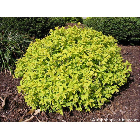 Goldmound spiraea japonica tavoľník C1.5L/ 15-20