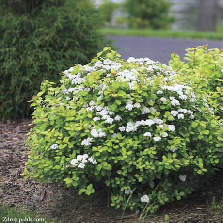 Tor Gold Spiraea betulifolia tavoľník C3L