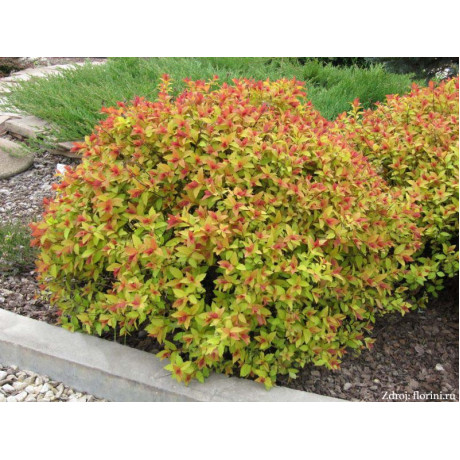 Firelight spiraea japonica tavoľník C1.5L/ 25-30