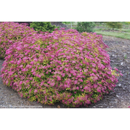 Magic Carpet / Walbuma spiraea japonica tavoľník C2L/ 20-25