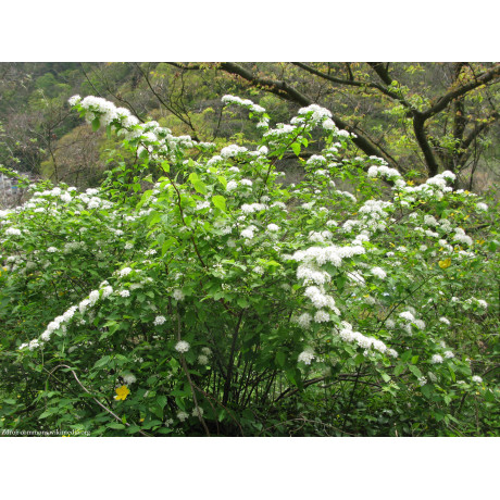 Spiraea chamaedryfolia tavoľník ožankolistý C1.5L