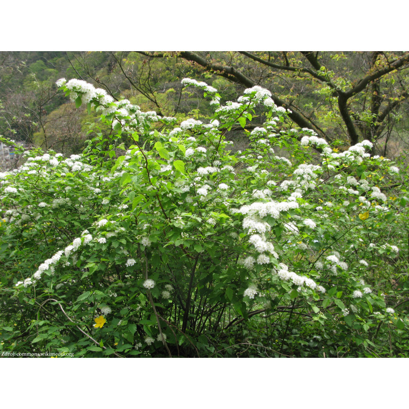 Spiraea chamaedryfolia tavoľník ožankolistý C1.5L