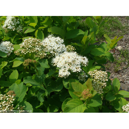 Spiraea betulifolia tavoľník C2L/ 20-25