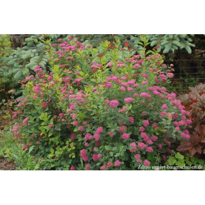 Spiraea densiflora tavoľník C1.5L/ 25-30